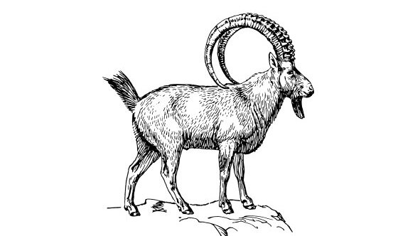 Steinbock | © Bild von OpenClipart-Vectors auf Pixabay 