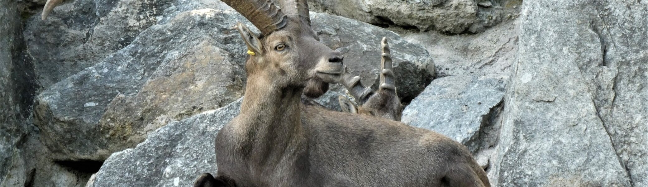 Steinbock | © Bild von Elsemargriet auf Pixabay