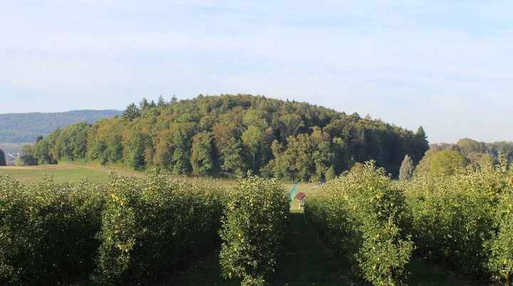 Wehranlage Heiligenstied in FN-Raderach | © Tourist-Information Ailingen · CC BY-NC-SA Ein bewaldeter Hügel hinter einer Obstplantage | © Tourist-Information Ailingen · CC BY-NC-SA
